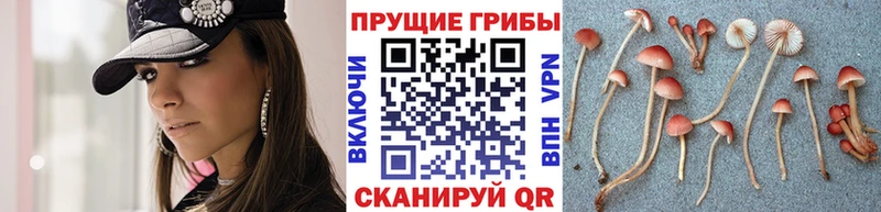 Псилоцибиновые грибы мицелий  Ивантеевка 